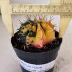 GYMNOCALYCIUM Mihanovichii Variegata Nº 73 – vaso 09