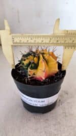 GYMNOCALYCIUM Mihanovichii Variegata Nº 73 – vaso 09