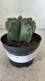 ASTROPHYTUM cv KIKKO  Nº 803 – vaso 11 - Imagem 2