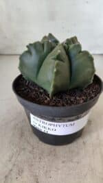 ASTROPHYTUM cv KIKKO  Nº 803 – vaso 11 - Imagem 9