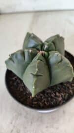 ASTROPHYTUM cv KIKKO  Nº 803 – vaso 11 - Imagem 8