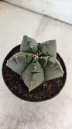 ASTROPHYTUM cv KIKKO  Nº 803 – vaso 11 - Imagem 7