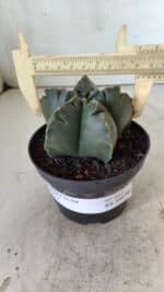 ASTROPHYTUM cv KIKKO  Nº 803 – vaso 11 - Imagem 4