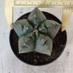 ASTROPHYTUM cv KIKKO  Nº 803 – vaso 11