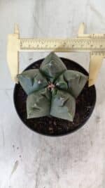 ASTROPHYTUM cv KIKKO  Nº 803 – vaso 11