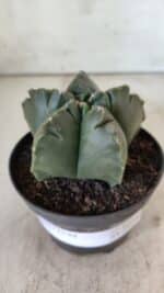ASTROPHYTUM cv KIKKO  Nº 804 – vaso 11 - Imagem 2