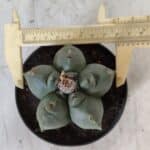 ASTROPHYTUM cv KIKKO  Nº 804 – vaso 11