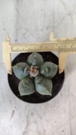 ASTROPHYTUM cv KIKKO  Nº 804 – vaso 11