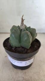 ASTROPHYTUM cv KIKKO  Nº 804 – vaso 11 - Imagem 11