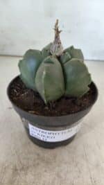 ASTROPHYTUM cv KIKKO  Nº 804 – vaso 11 - Imagem 10