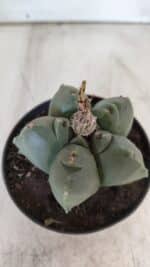 ASTROPHYTUM cv KIKKO  Nº 804 – vaso 11 - Imagem 9