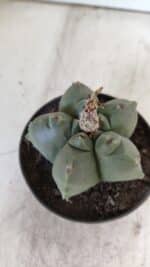 ASTROPHYTUM cv KIKKO  Nº 804 – vaso 11 - Imagem 8