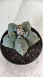 ASTROPHYTUM cv KIKKO  Nº 804 – vaso 11 - Imagem 7