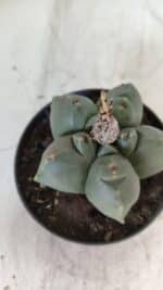 ASTROPHYTUM cv KIKKO  Nº 804 – vaso 11 - Imagem 6