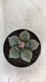 ASTROPHYTUM cv KIKKO  Nº 804 – vaso 11 - Imagem 3