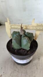 ASTROPHYTUM cv KIKKO  Nº 804 – vaso 11 - Imagem 4