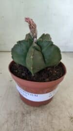 ASTROPHYTUM cv KIKKO  Nº 805 – vaso 11 - Imagem 10
