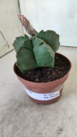 ASTROPHYTUM cv KIKKO  Nº 805 – vaso 11 - Imagem 9