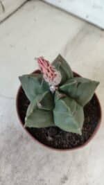 ASTROPHYTUM cv KIKKO  Nº 805 – vaso 11 - Imagem 3