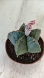 ASTROPHYTUM cv KIKKO  Nº 805 – vaso 11 - Imagem 7