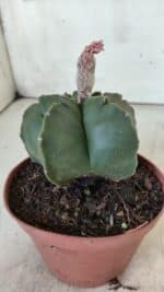 ASTROPHYTUM cv KIKKO  Nº 805 – vaso 11 - Imagem 6