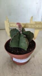 ASTROPHYTUM cv KIKKO  Nº 805 – vaso 11 - Imagem 4