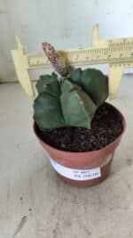 ASTROPHYTUM cv KIKKO  Nº 805 – vaso 11 - Imagem 2