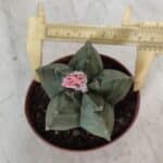 ASTROPHYTUM cv KIKKO  Nº 805 – vaso 11