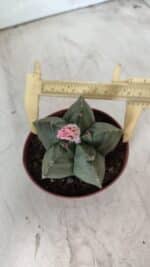 ASTROPHYTUM cv KIKKO  Nº 805 – vaso 11