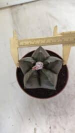 ASTROPHYTUM cv KIKKO  Nº 806 – vaso 11