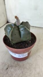 ASTROPHYTUM cv KIKKO  Nº 806 – vaso 11 - Imagem 11