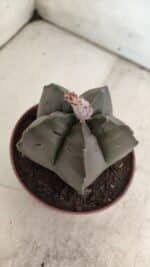 ASTROPHYTUM cv KIKKO  Nº 806 – vaso 11 - Imagem 10