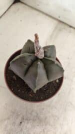 ASTROPHYTUM cv KIKKO  Nº 806 – vaso 11 - Imagem 9