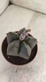 ASTROPHYTUM cv KIKKO  Nº 806 – vaso 11 - Imagem 8