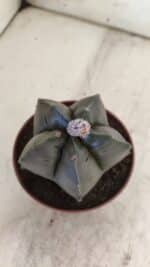 ASTROPHYTUM cv KIKKO  Nº 806 – vaso 11 - Imagem 7