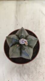 ASTROPHYTUM cv KIKKO  Nº 806 – vaso 11 - Imagem 3