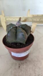 ASTROPHYTUM cv KIKKO  Nº 806 – vaso 11 - Imagem 6