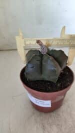 ASTROPHYTUM cv KIKKO  Nº 806 – vaso 11 - Imagem 4