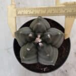 ASTROPHYTUM cv KIKKO  Nº 807 – vaso 11