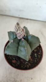 ASTROPHYTUM cv KIKKO  Nº 808 – vaso 11 - Imagem 11