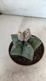 ASTROPHYTUM cv KIKKO  Nº 808 – vaso 11 - Imagem 10