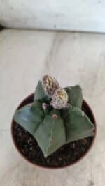 ASTROPHYTUM cv KIKKO  Nº 808 – vaso 11 - Imagem 9