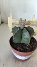 ASTROPHYTUM cv KIKKO  Nº 808 – vaso 11 - Imagem 6
