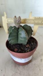 ASTROPHYTUM cv KIKKO  Nº 808 – vaso 11 - Imagem 4