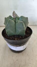 ASTROPHYTUM cv KIKKO  Nº 809 – vaso 11 - Imagem 2