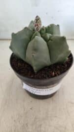 ASTROPHYTUM cv KIKKO  Nº 809 – vaso 11 - Imagem 9