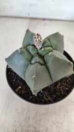 ASTROPHYTUM cv KIKKO  Nº 809 – vaso 11 - Imagem 3