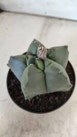 ASTROPHYTUM cv KIKKO  Nº 809 – vaso 11 - Imagem 7
