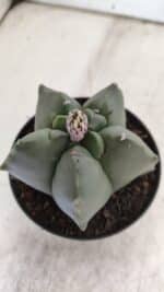 ASTROPHYTUM cv KIKKO  Nº 809 – vaso 11 - Imagem 6