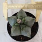 ASTROPHYTUM cv KIKKO  Nº 809 – vaso 11